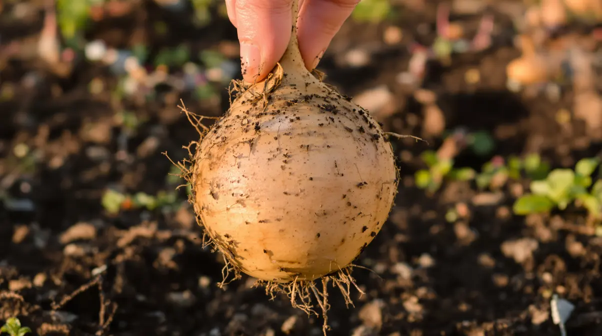Ces légumes poussent bien mieux plantés que semés, beaucoup l’ignorent encore Ces légumes poussent bien mieux plantés que semés, beaucoup l’ignorent encore