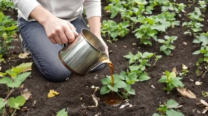 Des fraisiers qui donnent de plus gros fruits : arrosez-les au printemps avec cet ingrédient de cuisine