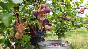 Frelon asiatique : cet arbre fruitier devient un véritable aimant au jardin, mieux vaut le savoir