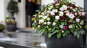 J’ai choisi cette plante, et mon entrée est devenue la plus admirée du quartier