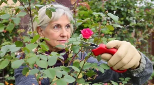 Les jardineries le savent : cette taille en mars est la clé de rosiers vraiment ultra fleuris