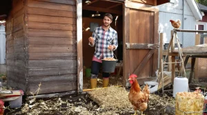 On vous vend le rêve des œufs frais sans dire les vrais inconvénients d’avoir une poule au jardin