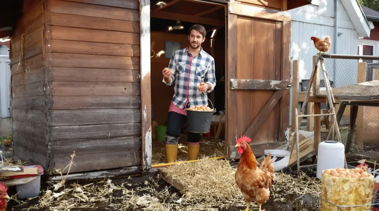 Accueil On vous vend le rêve des œufs frais sans dire les vrais inconvénients d’avoir une poule au jardin