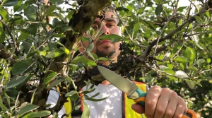 Oubliez l&rsquo;engrais pour olivier : ce nettoyage précis dont il a besoin avant fin avril