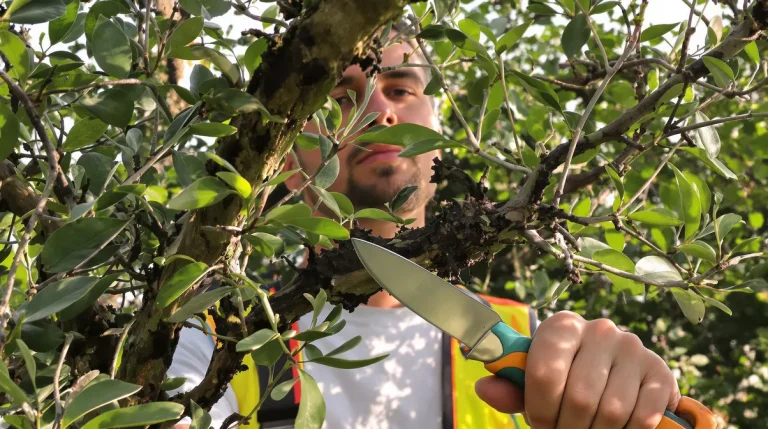 Oubliez l&rsquo;engrais pour olivier : ce nettoyage précis dont il a besoin avant fin avril