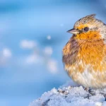 Rouges-gorges : ces deux aliments tout simples au jardin cet hiver les font revenir encore et encore chez vous