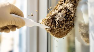 apprenez à identifier un nid de guêpe maçonne près de votre fenêtre et découvrez des méthodes efficaces pour l'enlever en toute sécurité.