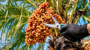 découvrez s'il est nécessaire de couper les grappes de votre palmier et apprenez les techniques appropriées pour le faire correctement afin d'assurer la santé et la beauté de votre plante.