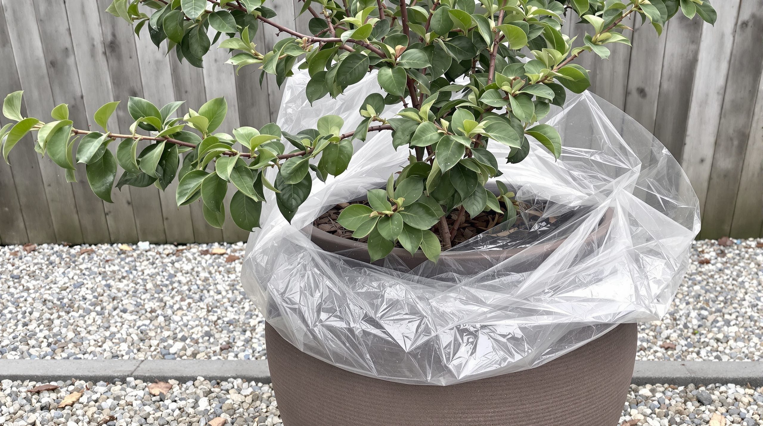 Planter et entretenir un laurier rose en pot à l'extérieur découvrez comment planter et entretenir un laurier rose en pot à l'extérieur pour embellir votre jardin ou votre terrasse toute l'année.